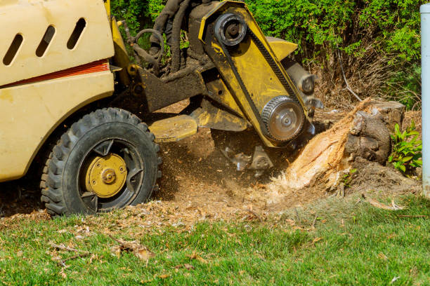 Best Tree Disease Treatment  in USA